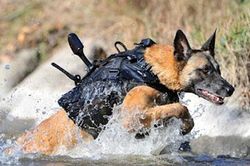 Sự thật đáng kinh ngạc về những chú chó nghiệp vụ