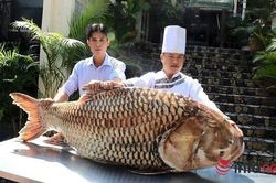 Tận mục cá hô khổng lồ nặng hơn tạ ở Sài Gòn