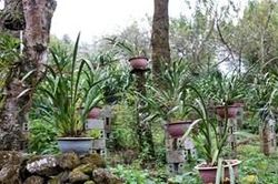 Bản địa lan ở Sin Suối Hồ