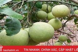 Hà Tĩnh xác nhận 30 cây bưởi Phúc Trạch đầu dòng