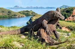 Top 10 sự thật đầy bất ngờ về loài thằn lằn đáng sợ nhất thế giới