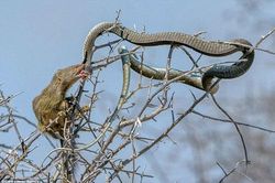 Khi rắn độc chết thê thảm bởi cầy hoang