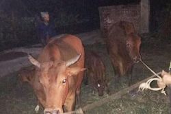 Hà Nội: Lợi dụng đêm tối, nam thanh niên dắt trộm 4 con bò