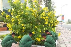 Sáng đẹp hơn nhờ hoa chuông vàng