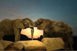 Khi động vật yêu đương khiến con người phải 'đỏ mặt'