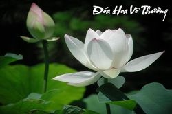 Đóa hoa vô thường