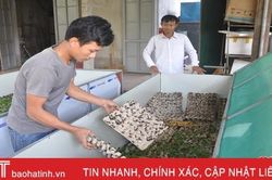 Xem nông dân Đức Thọ nuôi dế thương phẩm, thu 500 nghìn đồng/ngày
