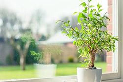 Mẹo phong thủy đơn giản nhưng mang lại may mắn không ngờ