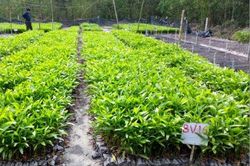 Kinh tế Nông nghiệp - Nông thôn Đánh giá chất lượng cây giống keo thân thiện với môi trường