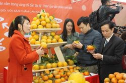 Lễ hội cam Vinh diễn ra tại Hà Nội