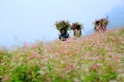 Hà Giang rực rỡ mùa hoa tam giác mạch