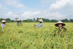 Kỳ vọng đầu ra cho nếp cái hoa vàng