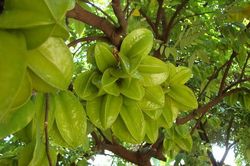 Chữa nhiều bệnh cực tốt chỉ nhờ... quả khế