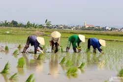 Có biện pháp chấm dứt tình trạng gieo cấy sớm trong vụ xuân 2020