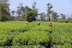 Gia Lai: Hút hồn với màu xanh tươi mát ở vườn chè Biển Hồ