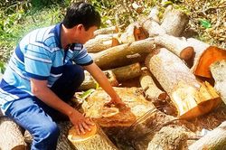 Thực hư việc đốn nhầm xoài ở Cam Lâm
