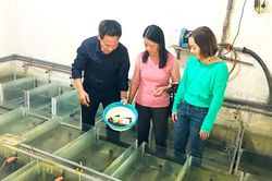 Làm chủ kỹ thuật sinh sản cá đặc sản nhân tạo: Mở ra cơ hội lớn