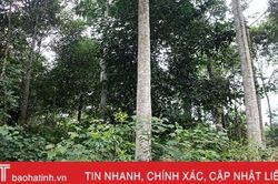 Cơ cấu đa dạng cây trồng, Hương Sơn nâng độ che phủ rừng gần 71%