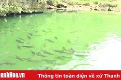 Hang cá thần Văn Nho - Thắng cảnh ẩn mình giữa non cao