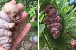 Sinh vật lạ có mặt giống mặt người xuất hiện trong rẫy khoai mì Kon Tum là chuyện bịa đặt