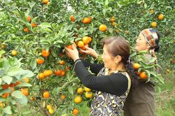 Phát triển cây ăn quả tại Hà Nội: Hình thành vùng đặc sản