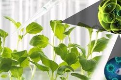 Cách mạng hóa nông nghiệp nhờ… hạt nano