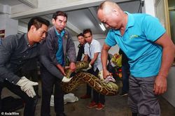 Tóm gọn trăn khổng lồ 'thành tinh' ẩn nấp 10 năm trên trần nhà