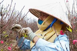 Làng hoa Nhật Tân dồn sức cho vụ đào Tết