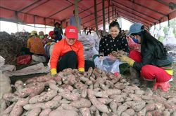 Nông dân lãi cao nhờ khoai lang được mùa, được giá