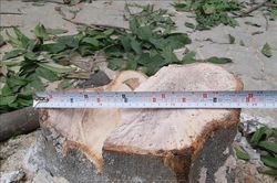 Cần làm rõ đối tượng chặt trộm cây xanh ở phường Đại Mỗ, Hà Nội