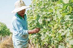 Ninh Thuận: Phấn đấu xây dựng huyện đạt chuẩn nông thôn mới