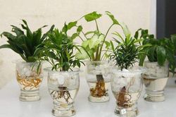 Các loại cây thủy sinh để bàn hút tài lộc, đặt đâu tiền chảy ào ào về đó