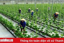Đẩy mạnh liên kết kinh tế giữa doanh nghiệp với hộ nông dân trong chế biến, tiêu thụ nông sản ở khu vực đồng bằng