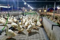Nhiều hoạt động hỗ trợ hội viên phát triển sản xuất