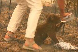 Người phụ nữ cứu sống chú gấu koala giữa đám cháy rừng dữ dội
