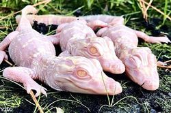 Bộ ba cá sấu bạch tạng xuất hiện và tiếng 'ré' kỳ lạ