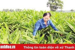 Hiệu quả từ thực hiện các chính sách hỗ trợ phát triển nông nghiệp ở huyện Như Thanh