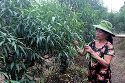 Hiệu quả trồng đào trên đất dốc