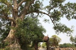 Hà Nội hỗ trợ người dân Làng cổ Đường Lâm làm du lịch