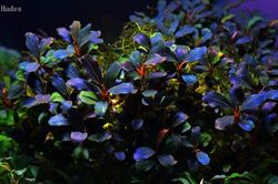 Ngọn cây Bucep 'Bóng ma' đắt chát đặc biệt gì khiến dân chơi Việt mê?