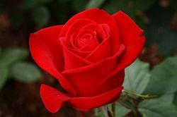 Đóa hồng cuối cùng