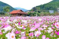 Quảng Ninh: Hiệu quả từ HTX du lịch-nông nghiệp sinh thái