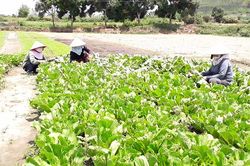 Nông thôn 'thay áo mới' - Kỳ cuối: Phấn đấu sớm hoàn thành mục tiêu xây dựng nông thôn mới