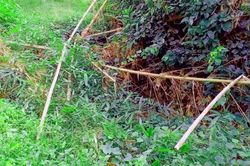 Phát hiện thi thể không nguyên vẹn trong bụi rậm