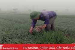Nông dân Hà Tĩnh tất bật vào mùa thu hoạch hành