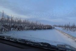 Mùa di cư, hàng nghìn con tuần lộc tràn ra đường gây tắc nghẽn ở Siberia