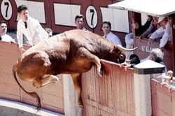 Ảnh động vật: Bò tót hung hãn thoát khỏi trường đấu