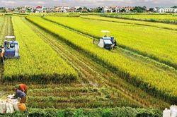 Bộ Tài chính đề xuất miễn thuế sử dụng đất nông nghiệp trong 10 năm