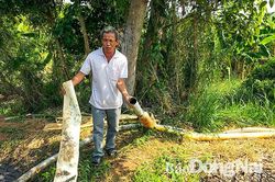 Nước thải từ một trại heo gây ô nhiễm môi trường