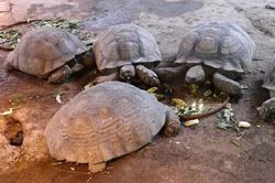 Rùa Sulcata 'siêu to' giá gần 100 triệu ở Hà Nội